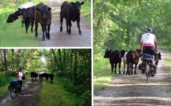 Cows on Katy Trail