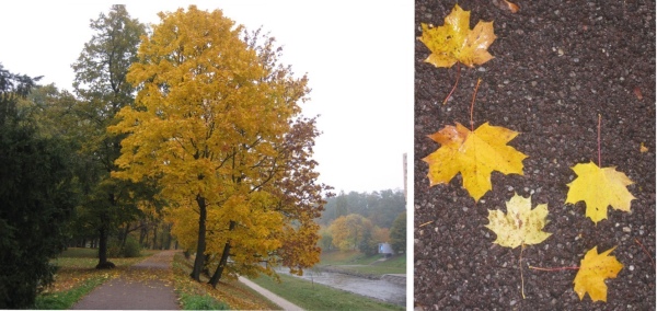 Fall leaves in Ostrava